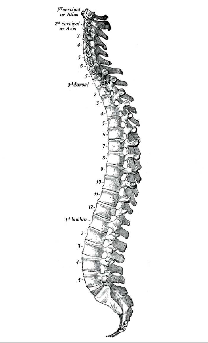 El principio de autocuración en Osteopatía
